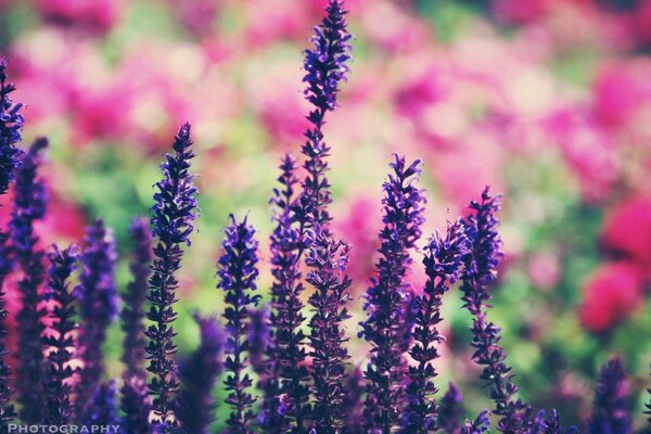 Flores de feolet sobre un fondo de flores borrosas