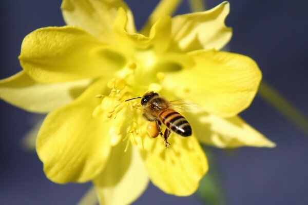 Una abeja extrae polen de una flor