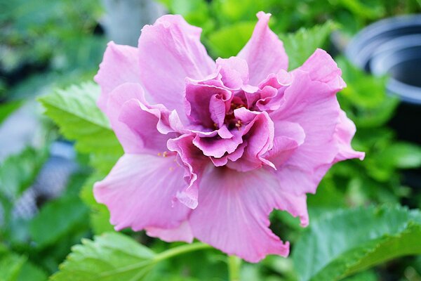 Flor púrpura de Jardín en verde