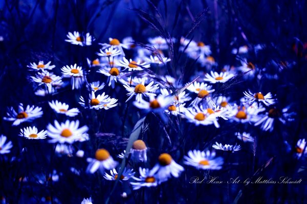 Bellissimo fiore estivo luminoso