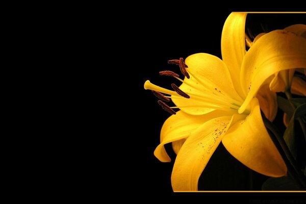 Fleur jaune sur fond sombre