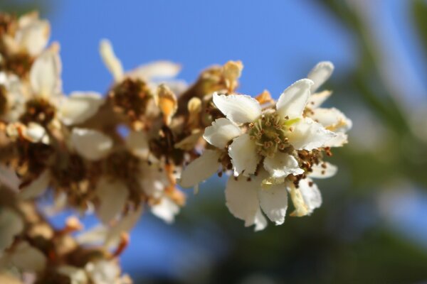 Foto de flores blancas en una rama