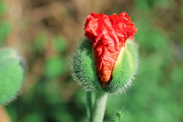 Red Flower outdoors