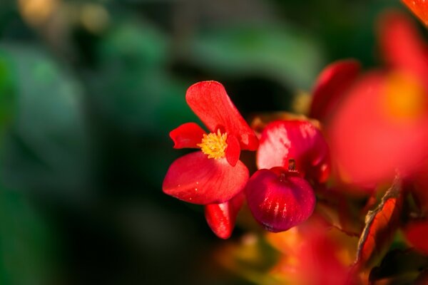 Flores rojas sobre fondo borroso