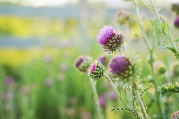 Fleurs dans le champ en été