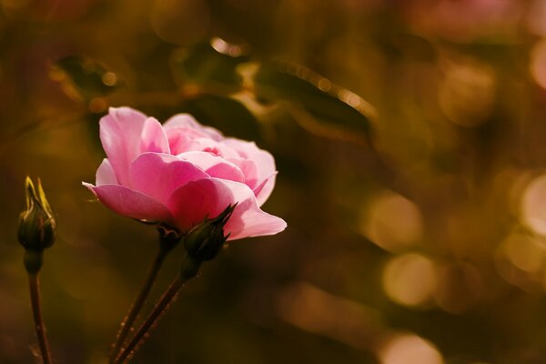 Rosa Blume auf kontrastierendem Hintergrund