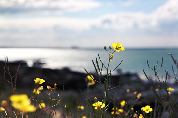 Flores amarillas. Flores campestres. Naturaleza