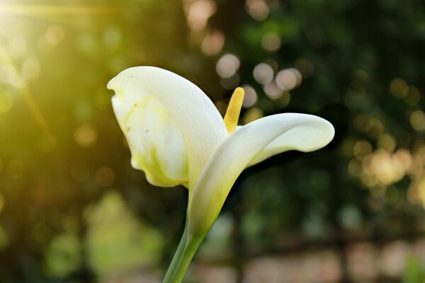 A snow-white flower, similar to a swan