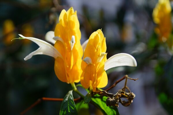 Flores amarillas. Naturaleza. Hojuelas