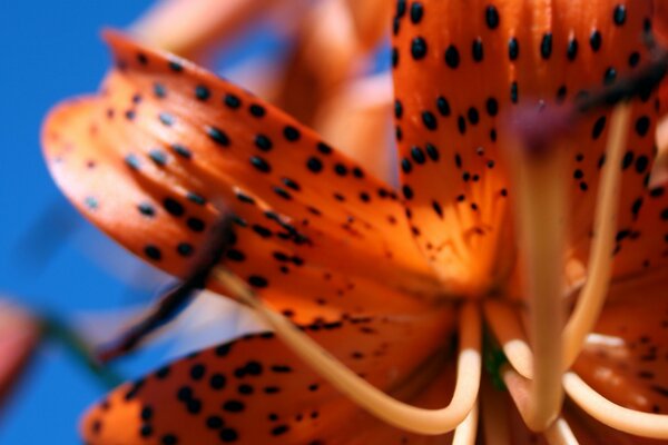 Die Blume der Tigerlilie auf dem Makro