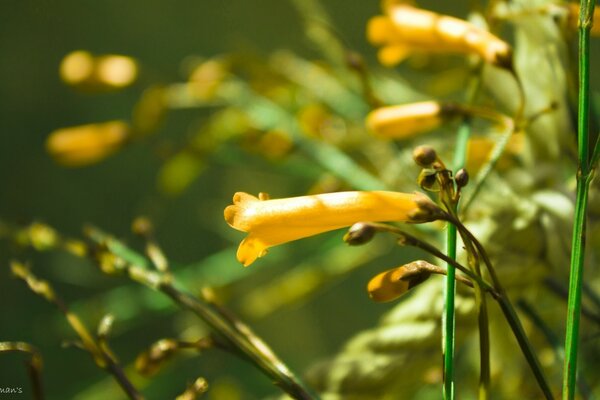 Fiore giallo. Natura. Estate