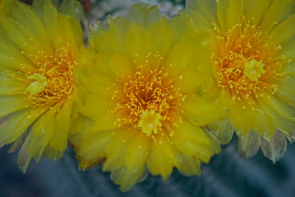 Photo of three yellow summer flowers