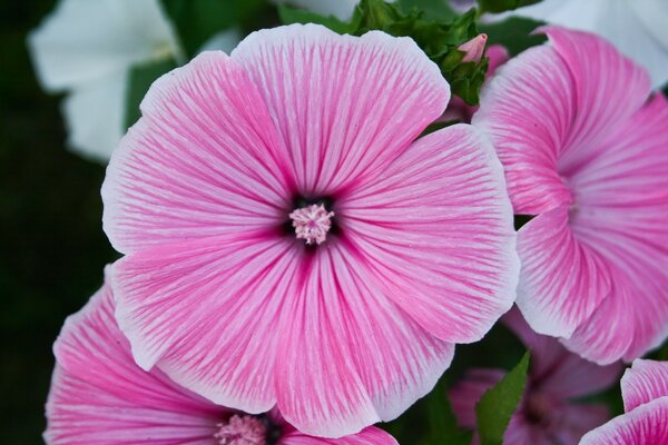 Yaz mevsiminde pembe çiçeğin fotoğrafı