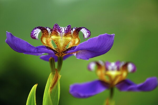 Foto einer schönen lila Blume