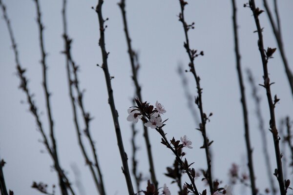 Photo of white flowers on a branch