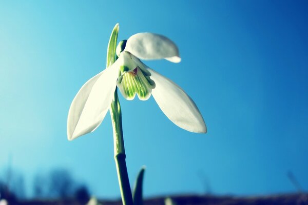 Weiße Blume auf einem blauen Himmelshintergrund