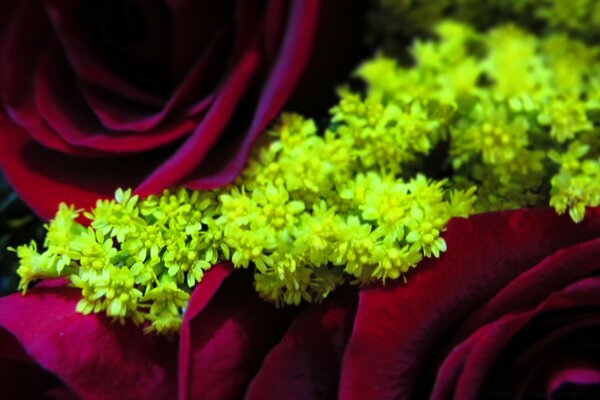 Fotos de flores com pequenas folhas verdes