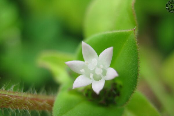 Weiße Blume auf grünem Blatt