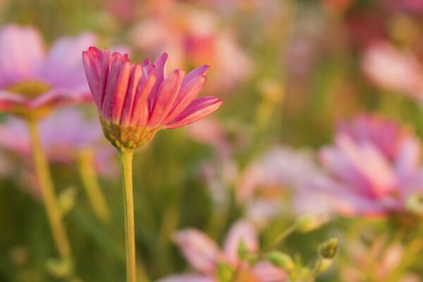 Fleurs des champs. Nature estivale