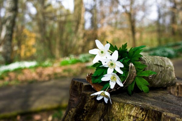 Weiße Blumen auf Baum Hintergrund