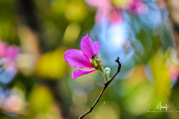 Fleurs d été fleurissent sur fond