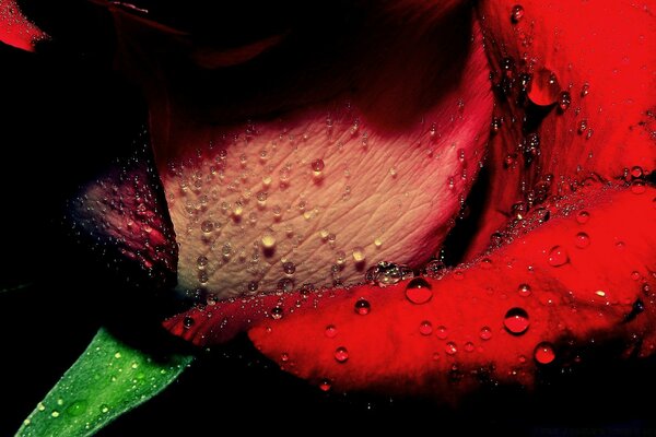 A wounded rose with drops of blood