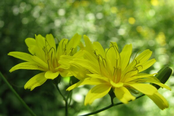 Blumen, die Gänseblümchen ähneln, aber andere