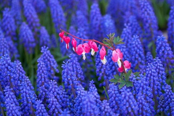 Une variété lumineuse de nuances naturelles