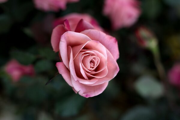 Rose avec des pétales de couleur rose tendre