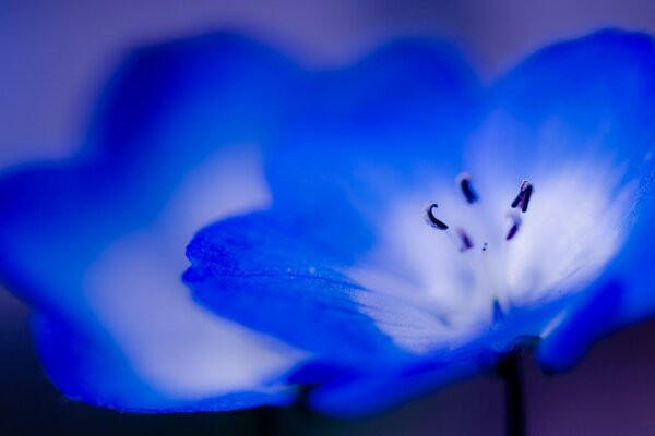 Bouchent fleur bleuâtre floue