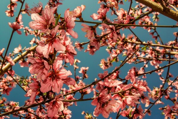 Photos of cherry blossoms of pink color