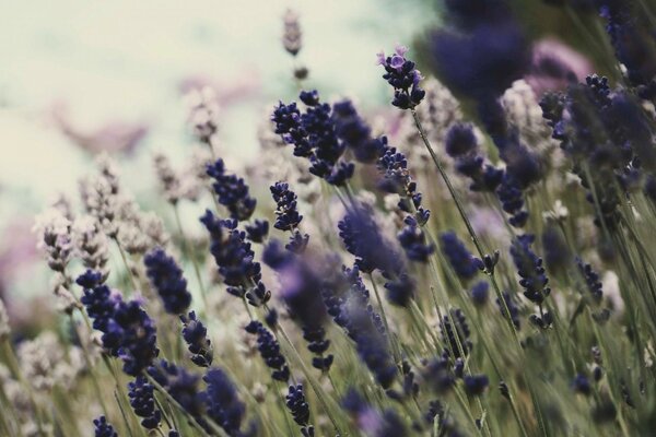 Bela foto de um campo de lavanda