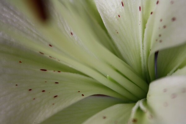 Summer white flower close-up