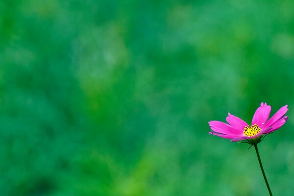 Pink flower. Desktop screensaver