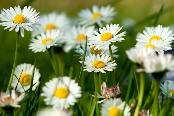 Marguerites blanches sur une Prairie verte