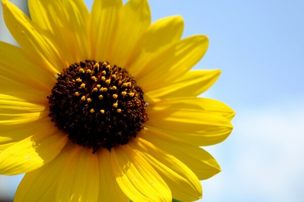 Photo d une fleur jaune sur une journée ensoleillée