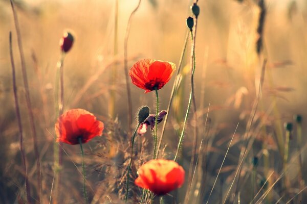 Photo de fleurs rouges sur fond de champ