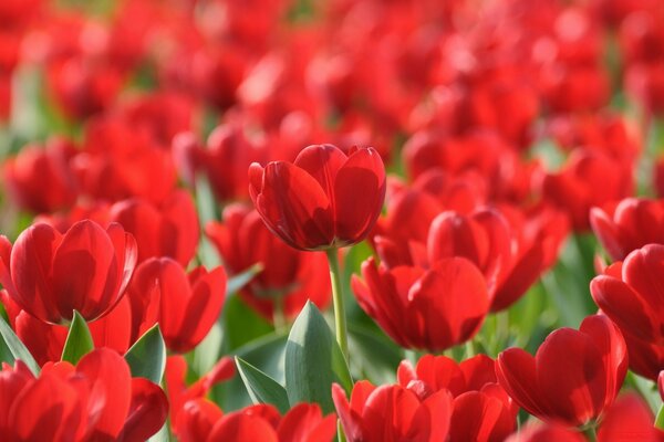 Lots of bright red tulips