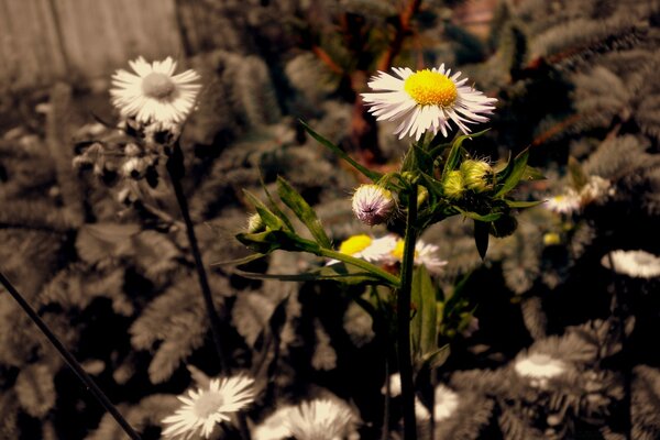 Summer photo of flowers with different shades