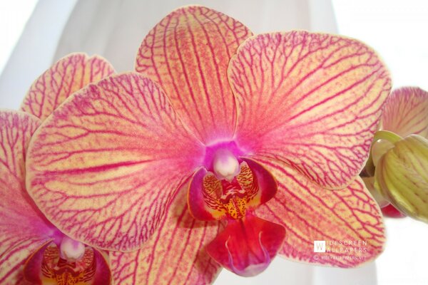 Tropical pink flower on white background