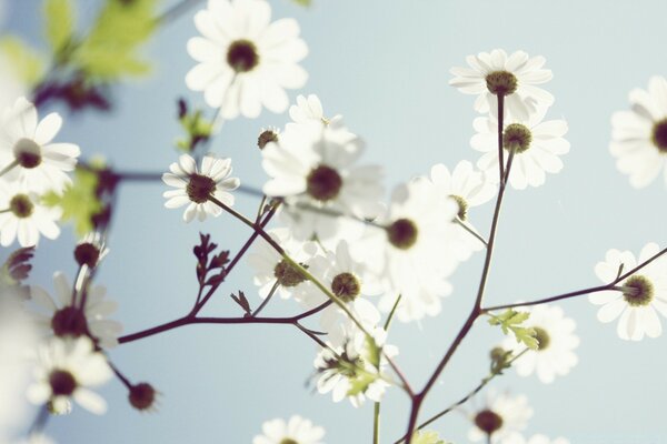 Weiße Blumen auf Himmelshintergrund