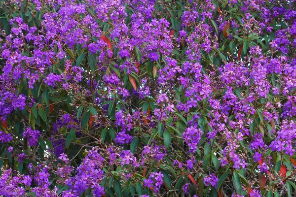 Flores moradas. Botánica. Flores campestres