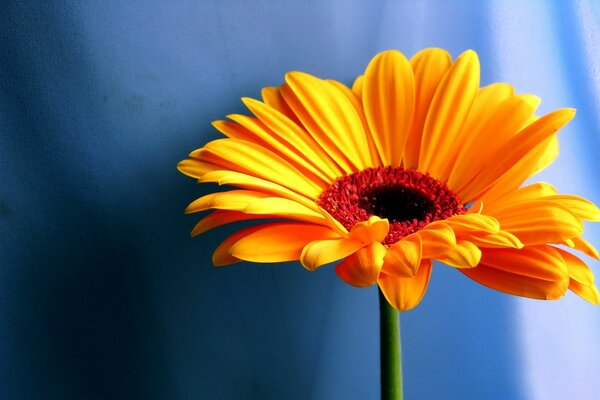 Bright yellow flower on blue fabric