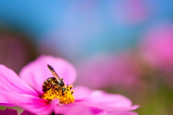 El insecto poliniza la flor. Flor rosa