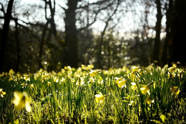 Feldblumen. Sommer Natur