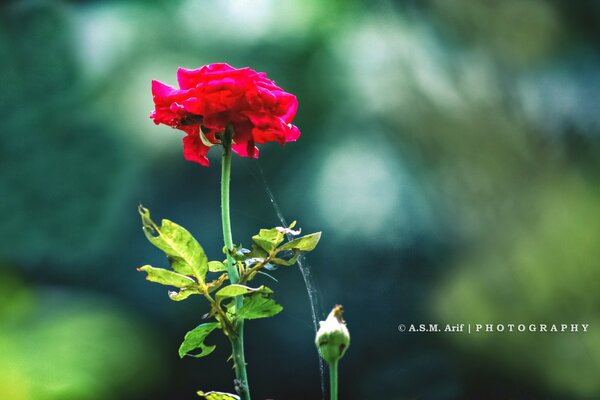 Beautiful red flower leaf