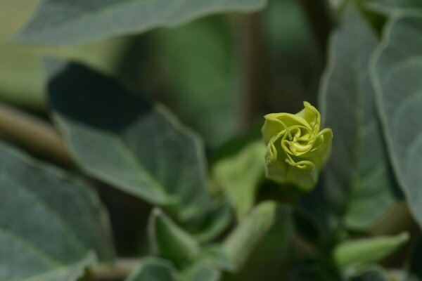 Natureza verde selvagem no fundo