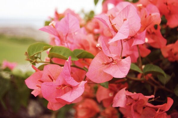 Bella foglia di fiore rosa