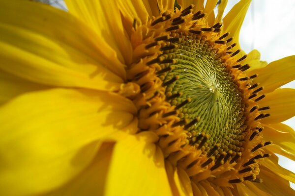 Die gelbe Blume wurde im Makromodus aufgenommen