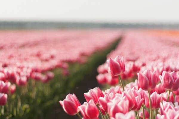 The field of blooming tulips is blurred